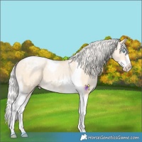 Horse Color:Silver Buckskin Ice Pearl Dun Splash Tobiano 
