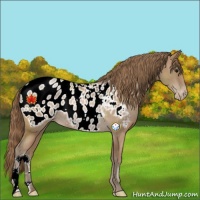 Horse Color:Black Pearl Appaloosa Rabicano 