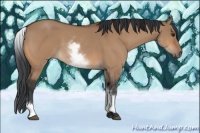Horse Color:White Spotted Bay Dun 