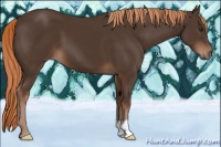 Horse Color:Liver Chestnut 