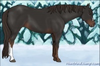 Horse Color:Liver Chestnut 