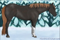 Horse Color:Liver Chestnut 