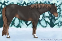 Horse Color:Liver Chestnut 