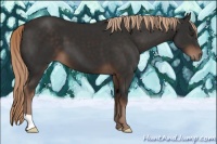 Horse Color:Liver Chestnut