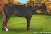 Horse Color:Liver Chestnut