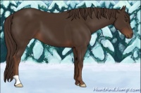 Horse Color:Liver Chestnut 