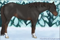 Horse Color:Liver Chestnut 