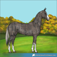 Horse Color:Black  and Silver Black 