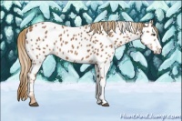 Horse Color:Chestnut Appaloosa 