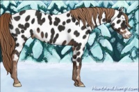 Horse Color:Liver Chestnut Near Leopard 