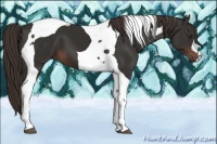 Horse Color:Liver Chestnut Tobiano