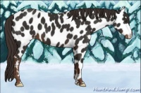 Horse Color:Liver Chestnut Leopard