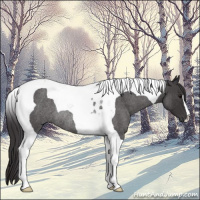 Horse Color:Smoky Blue Roan Tobiano Rabicano 