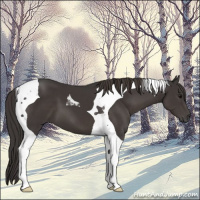 Horse Color:Smoky Black Tobiano 