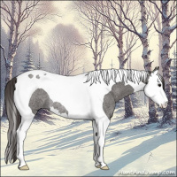 Horse Color:Smoky Blue Roan Splash Tobiano Rabicano 