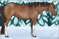 Horse Color:Liver Chestnut 