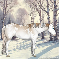 Horse Color:Gray White Spotted Smoky Creme Roan Dun Splash Appaloosa 