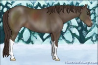 Horse Color:Liver Chestnut 