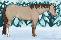 Horse Color:Liver Red Dun 