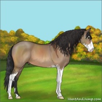 Horse Color:Bay Dun Sabino 
