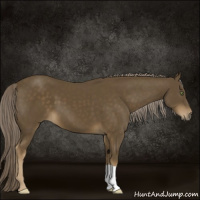 Horse Color:Chocolate Palomino 