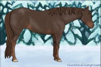 Horse Color:Liver Chestnut 