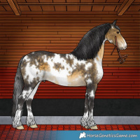 Horse Color:White Spotted Buckskin Rabicano 