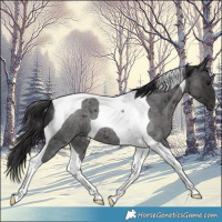 Horse Color:Smoky Blue Roan Tobiano 