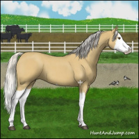Horse Color:Silver Buckskin Roan Splash