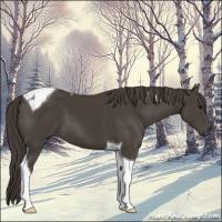 Horse Color:Smoky Black Tobiano 