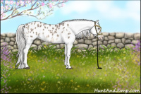 Horse Color:Silver Brown Dun Sabino Appaloosa Rabicano 