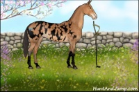 Horse Color:Void Buckskin Tobiano Appaloosa 