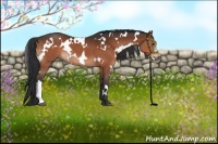 Horse Color:White Spotted Brown 