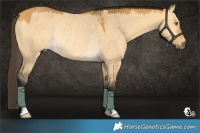 Horse Color:Buckskin Dun Rabicano 
