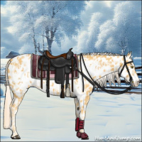 Horse Color:Palomino Near Leopard  and Palomino Frame Near Leopard 