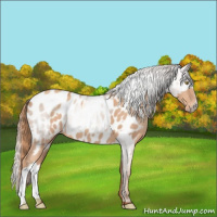 Horse Color:Gold Champagne Near Leopard  and Gray Gold Champagne Near Leopard 