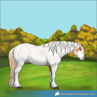 Horse Color:Chestnut Sabino Rabicano 