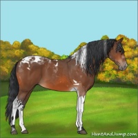 Horse Color:Bay Tobiano 