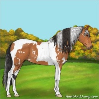 Horse Color:White Spotted Bay Tobiano 