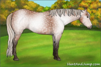 Horse Color:Gray Silver Bay Roan 