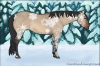 Horse Color:Bay Ice Dun Rabicano 
