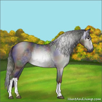 Horse Color:Gray Nacre Black