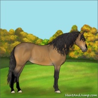 Horse Color:Void Buckskin 