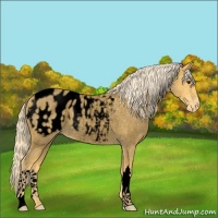 Horse Color:Void Palomino Roan Appaloosa
