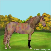 Horse Color:Void Nacre Chestnut 