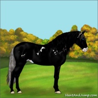 Horse Color:Smoky Black Splash Tobiano 