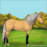 Horse Color:Silver Buckskin 
