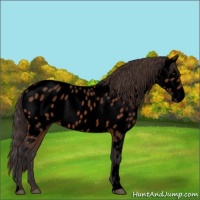 Horse Color:Void Buckskin Near Leopard 