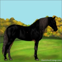 Horse Color:Void Buckskin Roan Near Fewspot 