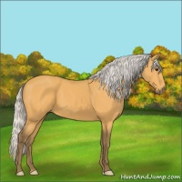 Horse Color:Silver Buckskin 